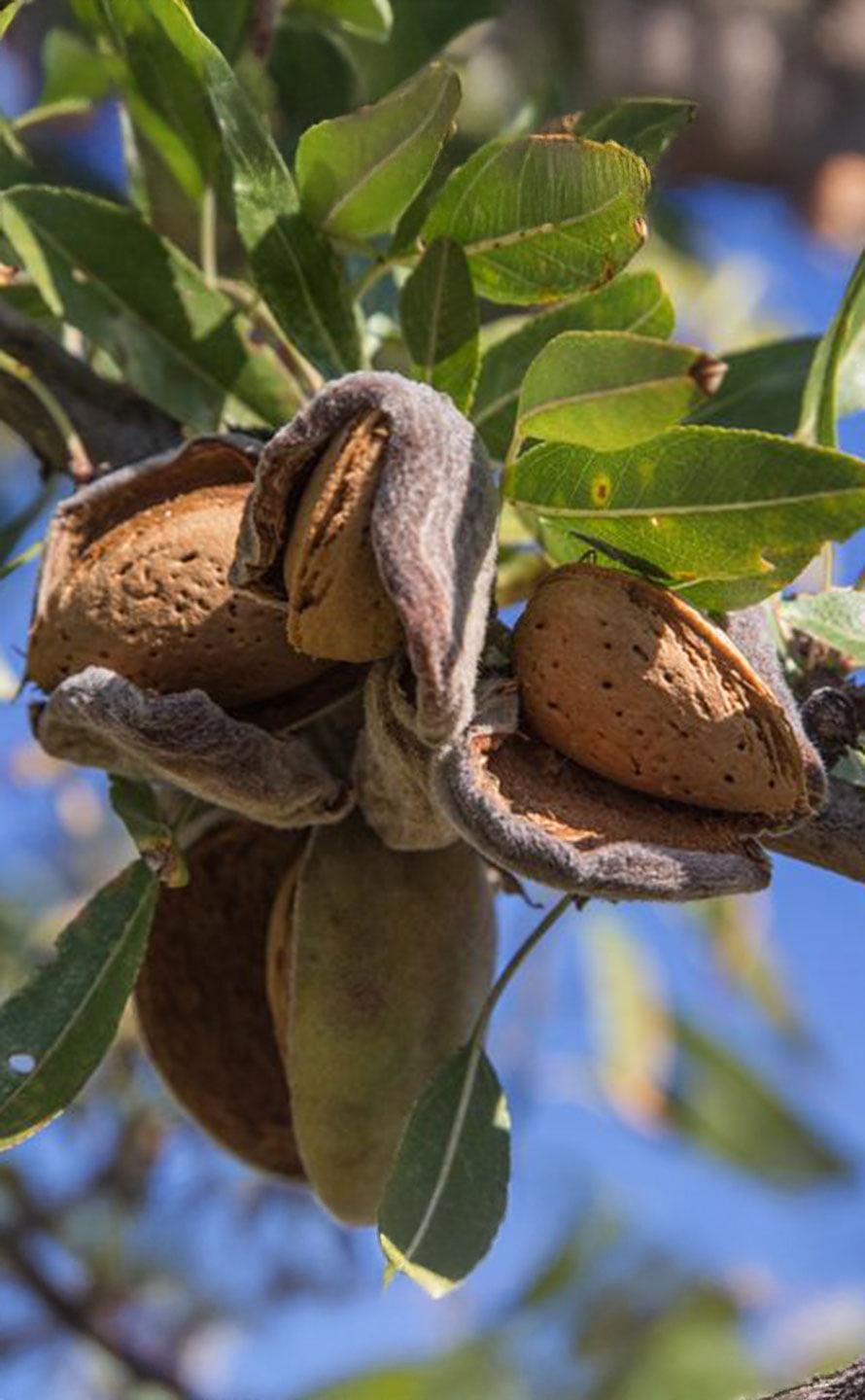 Photo amandes Chocolatier Joël Vilcoq Photo amandes Chocolatier Joël Vilcoq